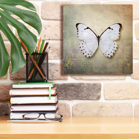 Image of 'French Butterfly II' by Debra Van Swearingen, Canvas Wall Art,12 x 12