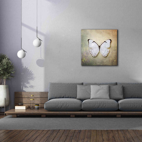 Image of 'French Butterfly II' by Debra Van Swearingen, Canvas Wall Art,37 x 37