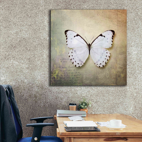Image of 'French Butterfly II' by Debra Van Swearingen, Canvas Wall Art,37 x 37
