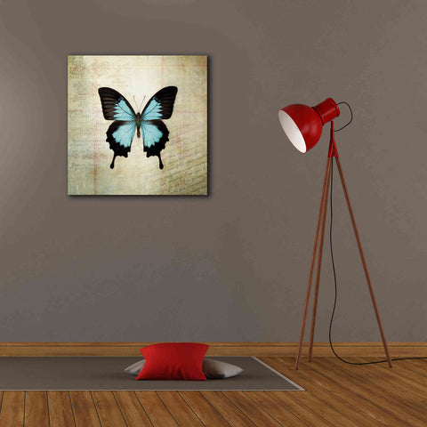 Image of 'French Butterfly III' by Debra Van Swearingen, Canvas Wall Art,26 x 26
