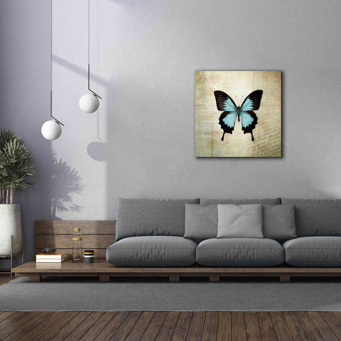Image of 'French Butterfly III' by Debra Van Swearingen, Canvas Wall Art,37 x 37