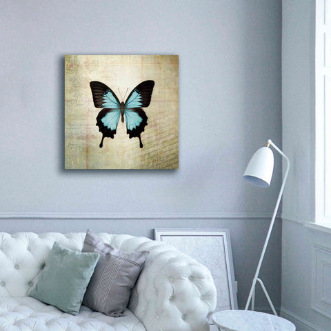 Image of 'French Butterfly III' by Debra Van Swearingen, Canvas Wall Art,37 x 37