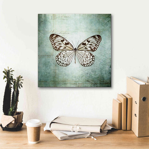 Image of 'French Butterfly V' by Debra Van Swearingen, Canvas Wall Art,18 x 18