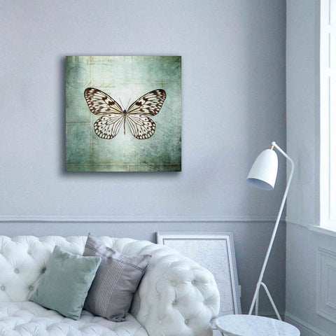 Image of 'French Butterfly V' by Debra Van Swearingen, Canvas Wall Art,37 x 37