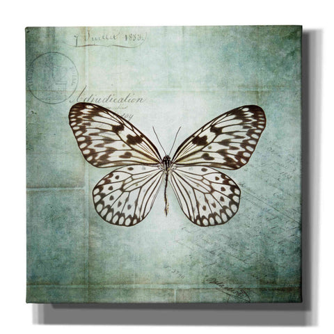 Image of 'French Butterfly V' by Debra Van Swearingen, Canvas Wall Art,12x12x1.1x0,18x18x1.1x0,26x26x1.74x0,37x37x1.74x0