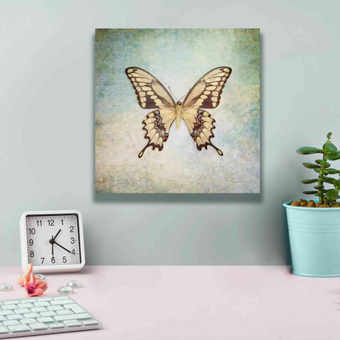 Image of 'French Butterfly VI' by Debra Van Swearingen, Canvas Wall Art,12 x 12