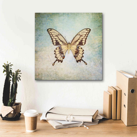 Image of 'French Butterfly VI' by Debra Van Swearingen, Canvas Wall Art,18 x 18