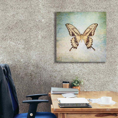 Image of 'French Butterfly VI' by Debra Van Swearingen, Canvas Wall Art,26 x 26
