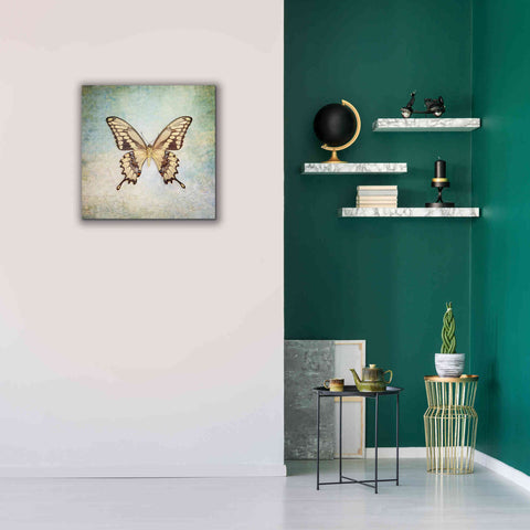 Image of 'French Butterfly VI' by Debra Van Swearingen, Canvas Wall Art,26 x 26