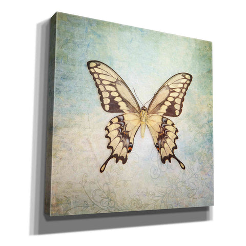 Image of 'French Butterfly VI' by Debra Van Swearingen, Canvas Wall Art,12x12x1.1x0,18x18x1.1x0,26x26x1.74x0,37x37x1.74x0