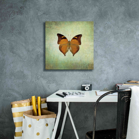 Image of 'French Butterfly VII' by Debra Van Swearingen, Canvas Wall Art,18 x 18