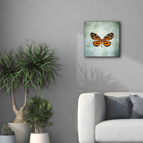 Image of 'French Butterfly VIII' by Debra Van Swearingen, Canvas Wall Art,18 x 18