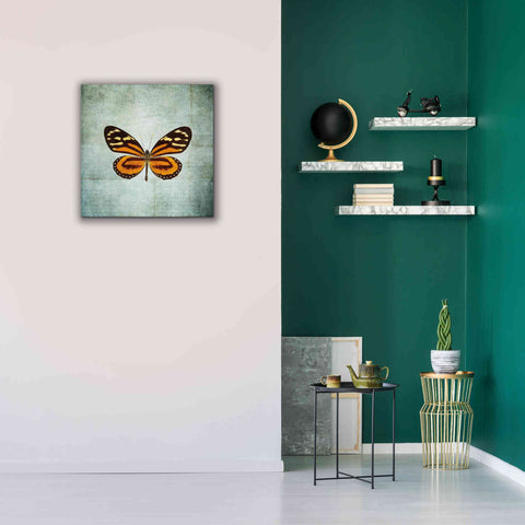Image of 'French Butterfly VIII' by Debra Van Swearingen, Canvas Wall Art,26 x 26