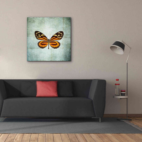 Image of 'French Butterfly VIII' by Debra Van Swearingen, Canvas Wall Art,37 x 37
