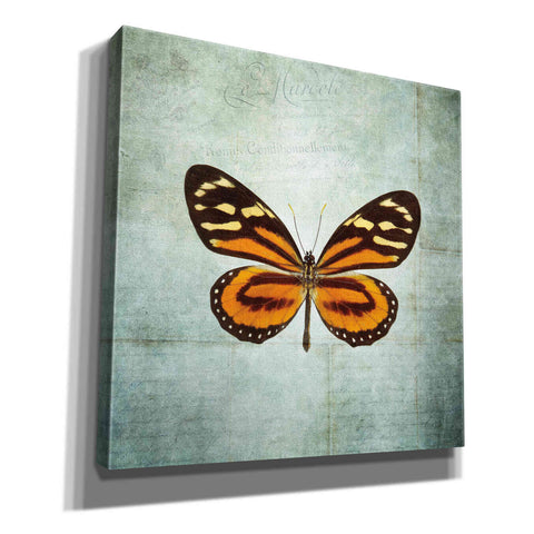 Image of 'French Butterfly VIII' by Debra Van Swearingen, Canvas Wall Art,12x12x1.1x0,18x18x1.1x0,26x26x1.74x0,37x37x1.74x0