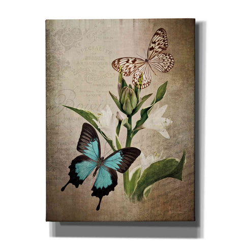 Image of 'Butterfly Botanical II' by Debra Van Swearingen, Canvas Wall Art,12x16x1.1x0,20x24x1.1x0,26x30x1.74x0,40x54x1.74x0