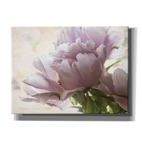 Image of 'Translucent Peony I' by Debra Van Swearingen, Canvas Wall Art,16x12x1.1x0,26x18x1.1x0,34x26x1.74x0,54x40x1.74x0