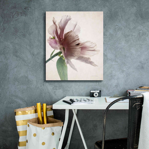 Image of 'Translucent Peony II' by Debra Van Swearingen, Canvas Wall Art,20 x 24