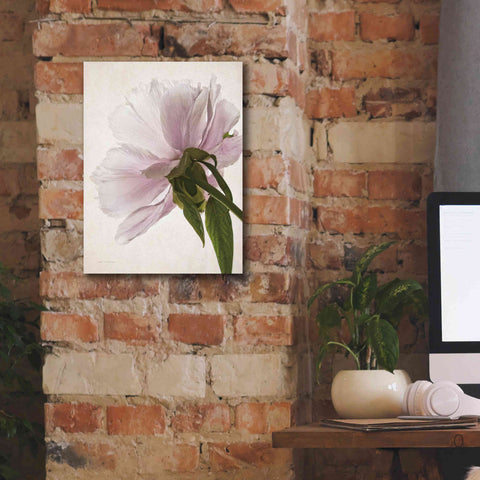 Image of 'Translucent Peony III' by Debra Van Swearingen, Canvas Wall Art,12 x 16