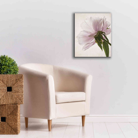 Image of 'Translucent Peony III' by Debra Van Swearingen, Canvas Wall Art,20 x 24