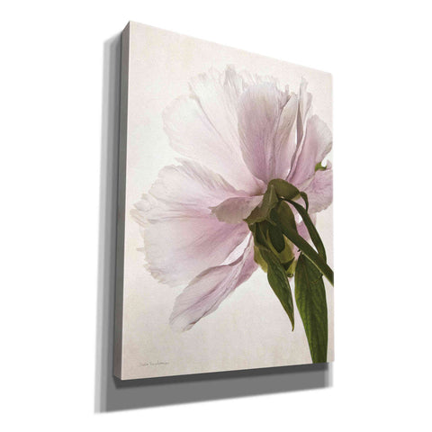 Image of 'Translucent Peony III' by Debra Van Swearingen, Canvas Wall Art,12x16x1.1x0,20x24x1.1x0,26x30x1.74x0,40x54x1.74x0