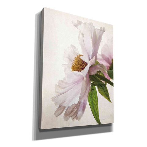 Image of 'Translucent Peony IV' by Debra Van Swearingen, Canvas Wall Art,12x16x1.1x0,20x24x1.1x0,26x30x1.74x0,40x54x1.74x0