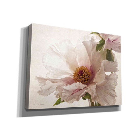 Image of 'Translucent Peony V' by Debra Van Swearingen, Canvas Wall Art,16x12x1.1x0,24x20x1.1x0,30x26x1.74x0,54x40x1.74x0