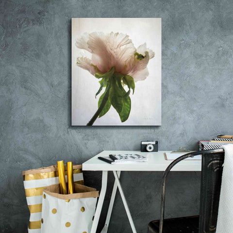 Image of 'Translucent Peony VII' by Debra Van Swearingen, Canvas Wall Art,20 x 24