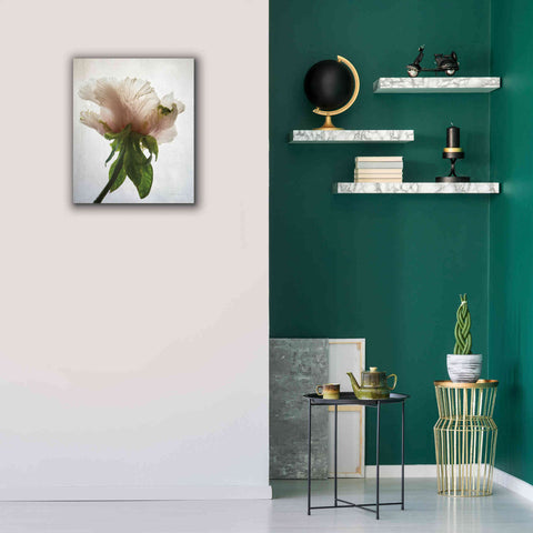 Image of 'Translucent Peony VII' by Debra Van Swearingen, Canvas Wall Art,20 x 24