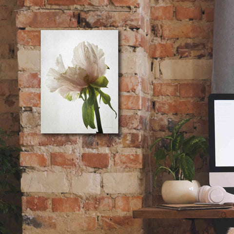 Image of 'Translucent Peony VIII' by Debra Van Swearingen, Canvas Wall Art,12 x 16