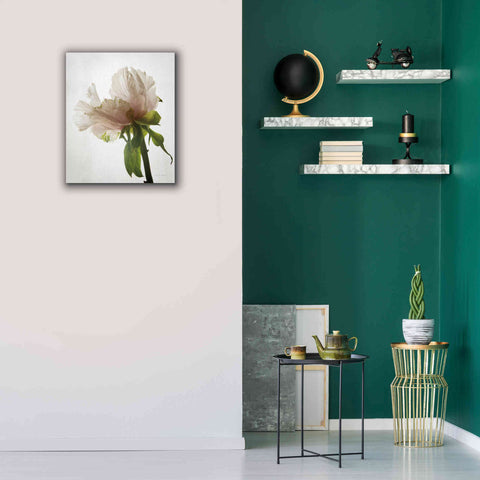 Image of 'Translucent Peony VIII' by Debra Van Swearingen, Canvas Wall Art,20 x 24
