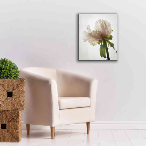 Image of 'Translucent Peony VIII' by Debra Van Swearingen, Canvas Wall Art,20 x 24