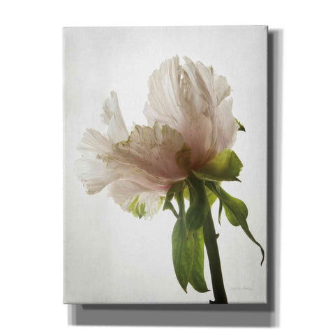 Image of 'Translucent Peony VIII' by Debra Van Swearingen, Canvas Wall Art,12x16x1.1x0,20x24x1.1x0,26x30x1.74x0,40x54x1.74x0