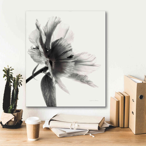 Image of 'Translucent Peony IIBW' by Debra Van Swearingen, Canvas Wall Art,20 x 24