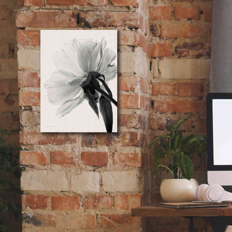 Image of 'Translucent Peony IIIBW' by Debra Van Swearingen, Canvas Wall Art,12 x 16