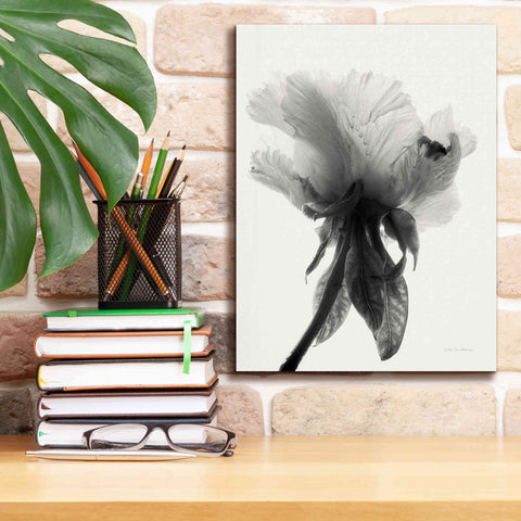 Image of 'Translucent Peony VIIBW' by Debra Van Swearingen, Canvas Wall Art,12 x 16