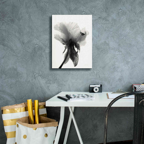 Image of 'Translucent Peony VIIBW' by Debra Van Swearingen, Canvas Wall Art,12 x 16