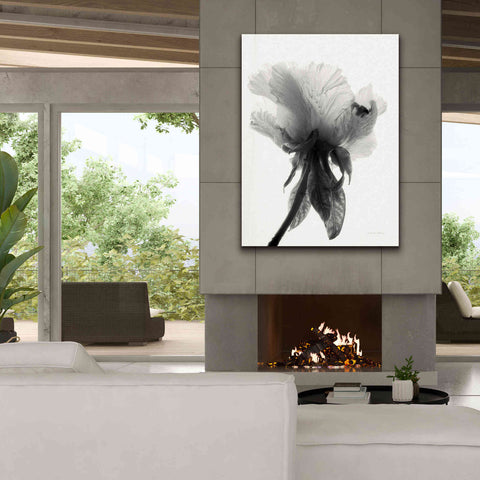 Image of 'Translucent Peony VIIBW' by Debra Van Swearingen, Canvas Wall Art,40 x 54
