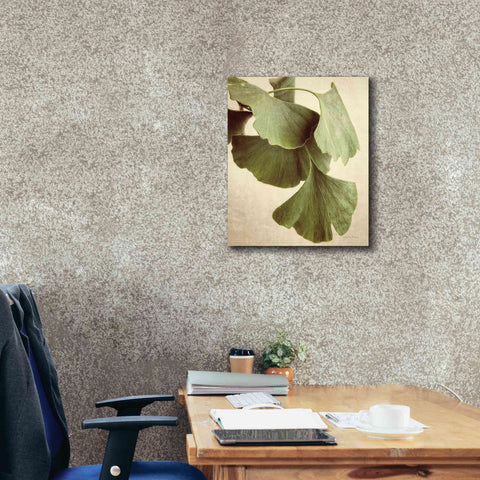 Image of 'Gingko Color' by Debra Van Swearingen, Canvas Wall Art,20 x 24