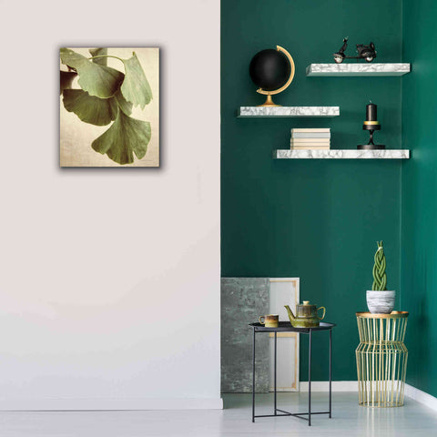 Image of 'Gingko Color' by Debra Van Swearingen, Canvas Wall Art,20 x 24