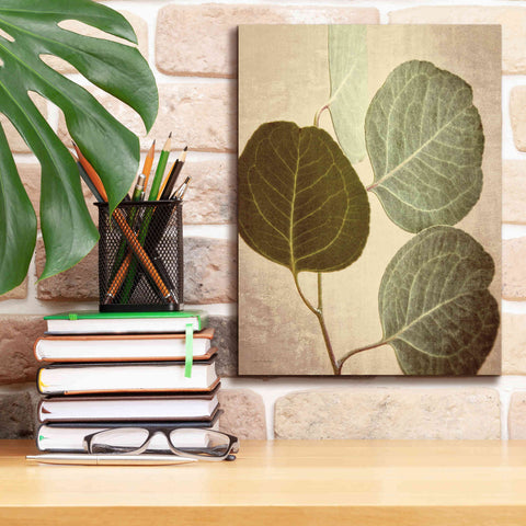 Image of 'Eucalyptus Color' by Debra Van Swearingen, Canvas Wall Art,12 x 16