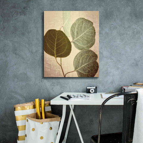 Image of 'Eucalyptus Color' by Debra Van Swearingen, Canvas Wall Art,20 x 24