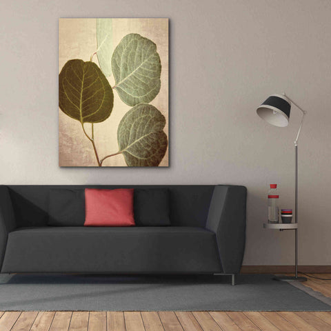 Image of 'Eucalyptus Color' by Debra Van Swearingen, Canvas Wall Art,40 x 54