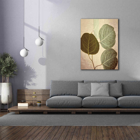 Image of 'Eucalyptus Color' by Debra Van Swearingen, Canvas Wall Art,40 x 54