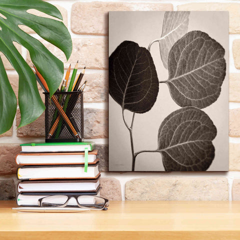 Image of 'Eucalyptus Sepia' by Debra Van Swearingen, Canvas Wall Art,12 x 16
