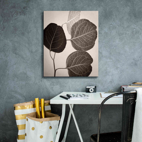 Image of 'Eucalyptus Sepia' by Debra Van Swearingen, Canvas Wall Art,20 x 24