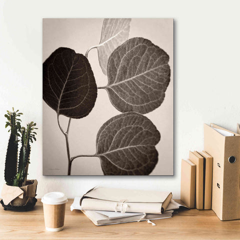 Image of 'Eucalyptus Sepia' by Debra Van Swearingen, Canvas Wall Art,20 x 24