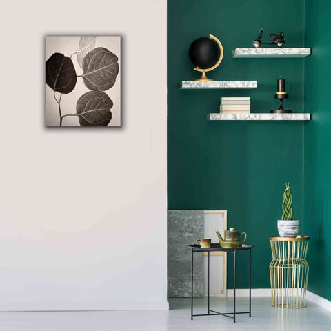 Image of 'Eucalyptus Sepia' by Debra Van Swearingen, Canvas Wall Art,20 x 24