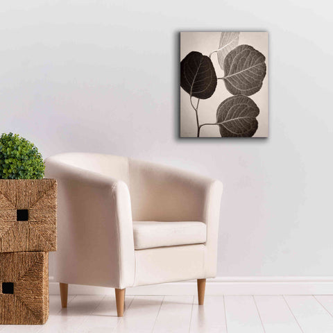 Image of 'Eucalyptus Sepia' by Debra Van Swearingen, Canvas Wall Art,20 x 24