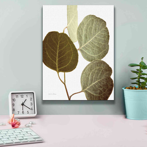 Image of 'Eucalyptus Color on White' by Debra Van Swearingen, Canvas Wall Art,12 x 16